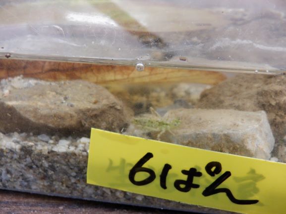 ヤゴの成虫は?