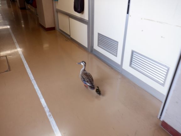 1階の廊下をウロウロ