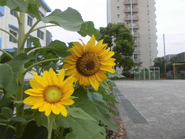 ヒマワリ