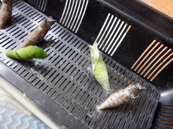 さなぎ