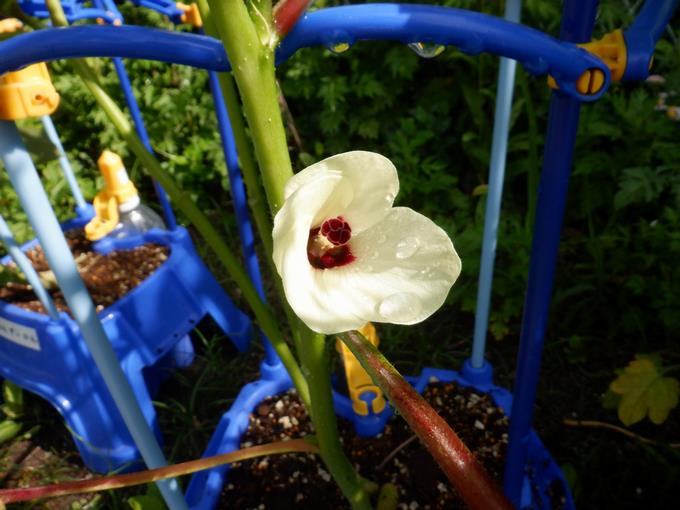 オクラの花