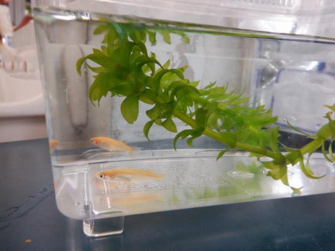 自分の水槽に