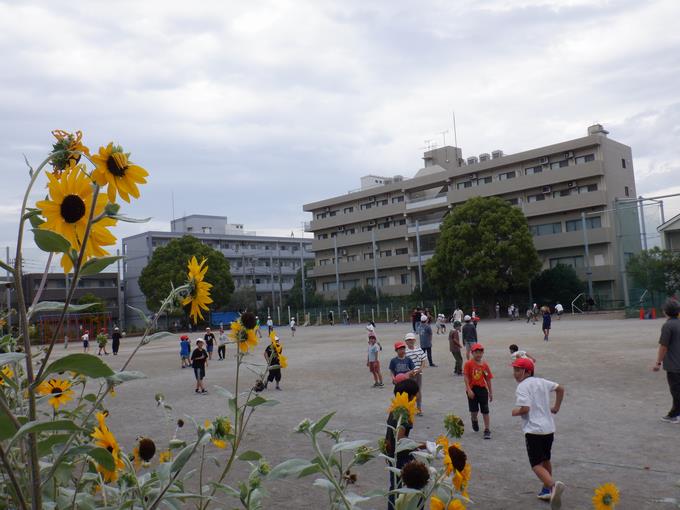ロング菜の花タイム