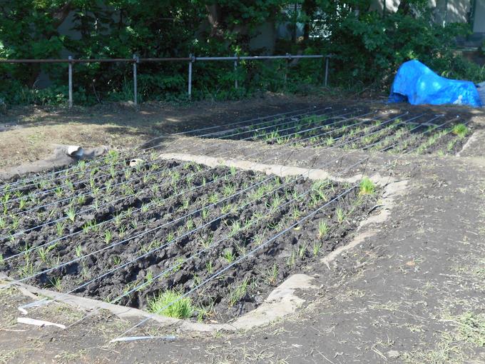 田植えの様子②