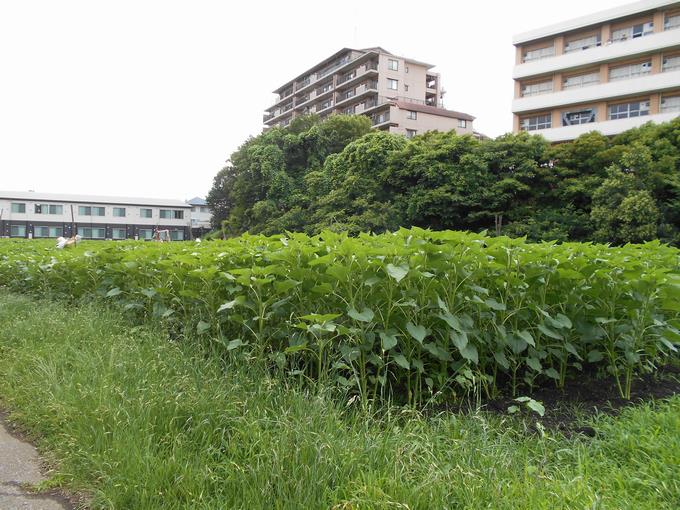 ひまわり畑②