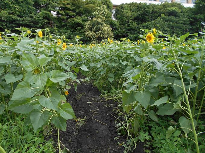 ひまわり迷路③
