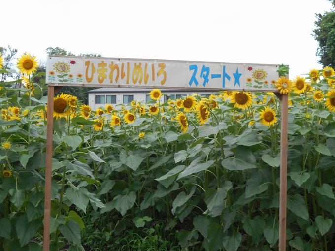 ひまわり迷路