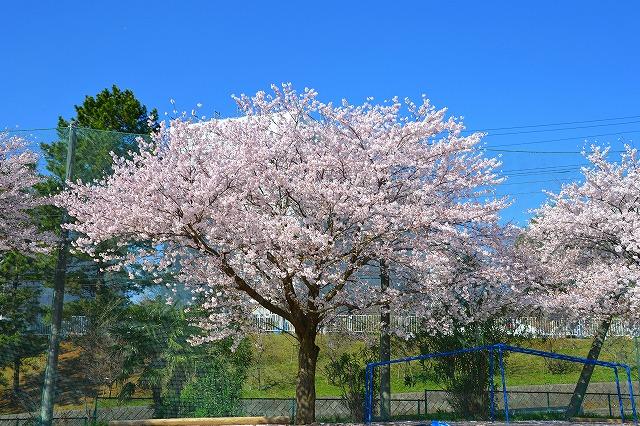 桜1