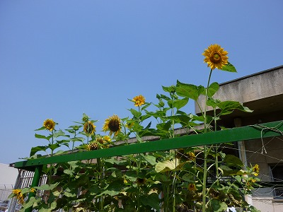 ひまわり