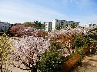 上から見た桜