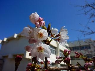 桜の写真