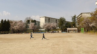 桜咲く校庭でおにごっこをしているクラスも