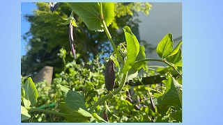 校門近くで実っているツタンカーメンのエンドウを紹介しました