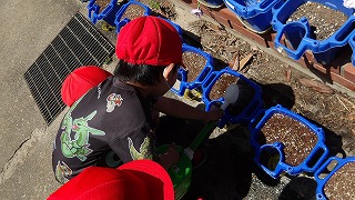 天気も良いので、水をたっぷりあげました。きれいなアサガオの花が咲いてほしいですね!
