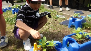 紙テープでホウセンカの丈の長さを記録します