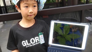 タブレットで撮り方を考え、葉の様子を記録しています