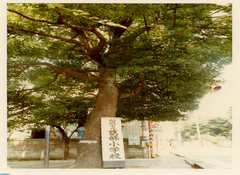 80年のクスノキ(1)