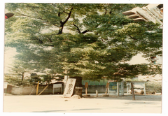 80年のクスノキ(2)