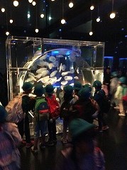 水族館 クラゲの水槽