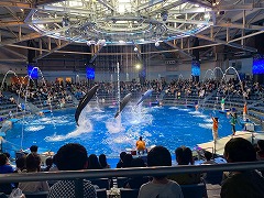 水族館 イルカのショー