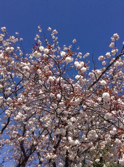 八重桜