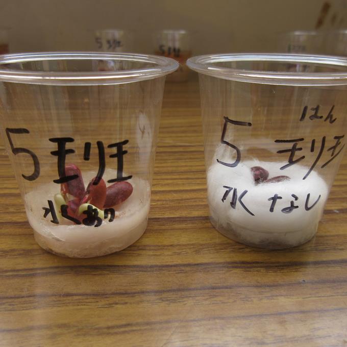 5年発芽の実験（理科）