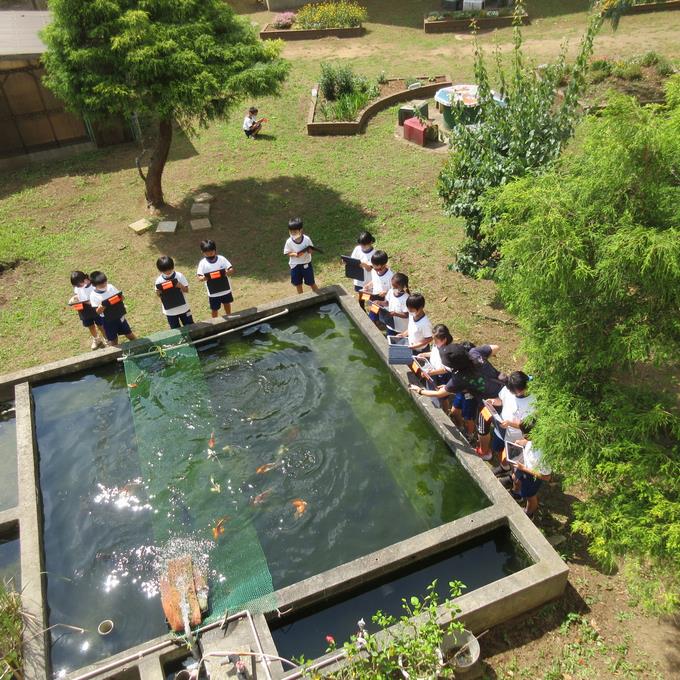 池の鯉をパチリ(1)