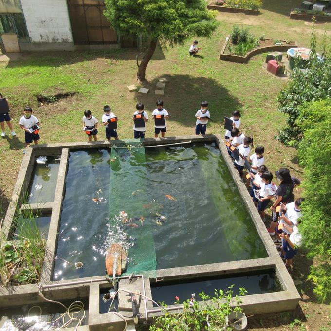 池の鯉パチリ(2)