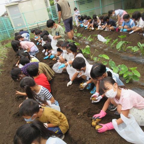 じゃがいも掘り(1)
