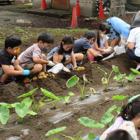 じゃがいも掘り(2)