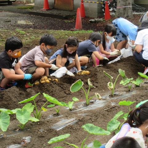 じゃがいも掘り（２）