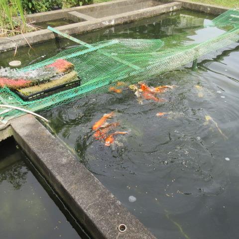 池の濾過整備