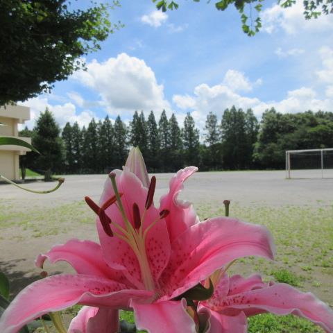 ユリと校庭