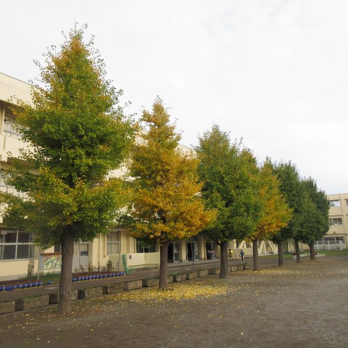 紅葉はじまるイチョウ