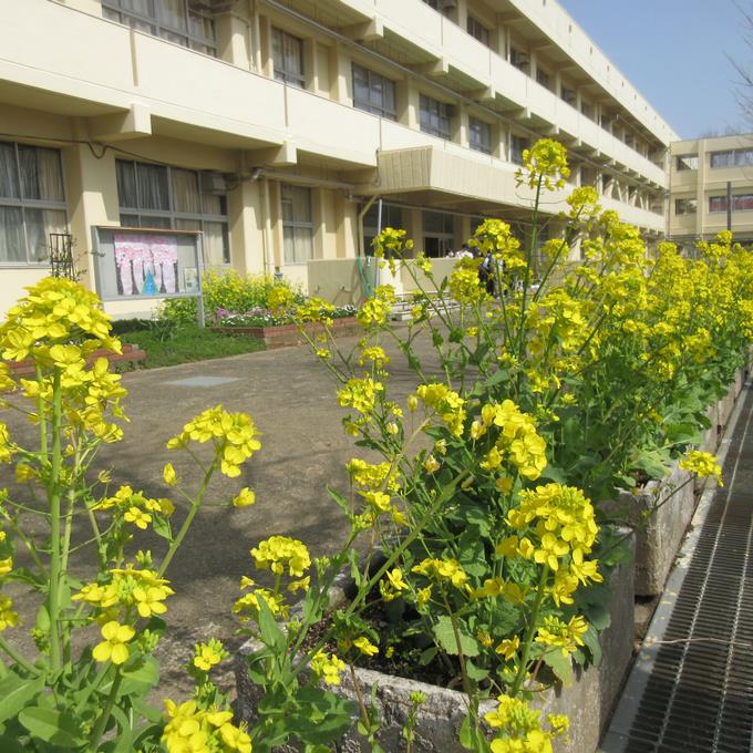 菜の花満開