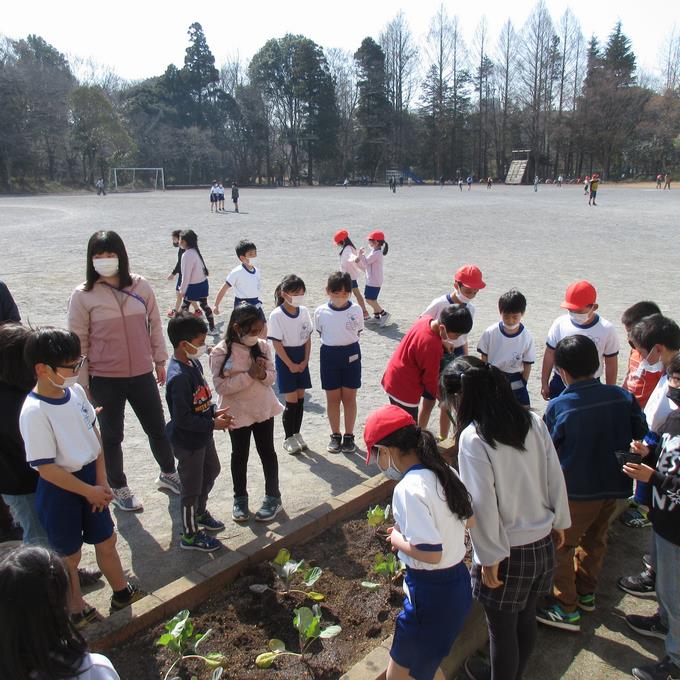 キャベツの苗植え(2)