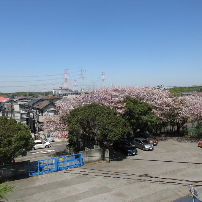 体育館前満開の桜