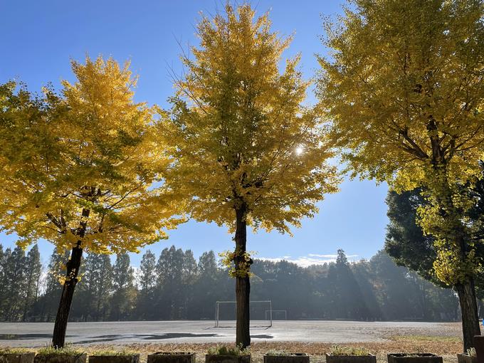 青い空と黄色いイチョウ
