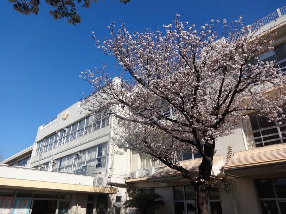 満開の桜