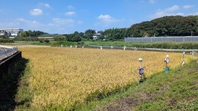 実った稲穂1