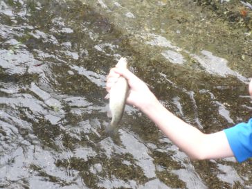魚のつかみどり