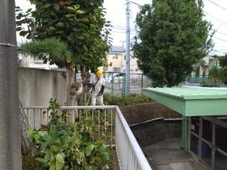 剪定作業3