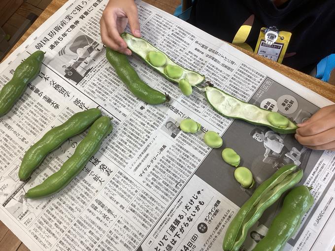 そら豆のさやむき①