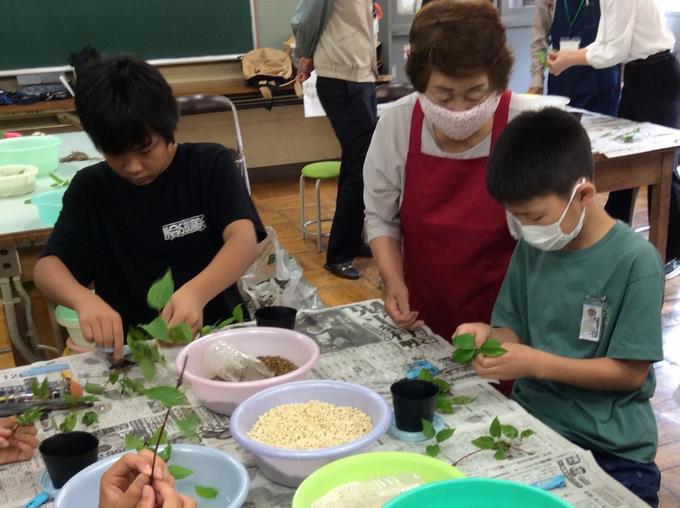カザグルマ挿し木体験 余分な葉を切る