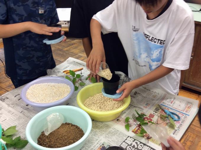カザグルマ挿し木体験 土を入れる