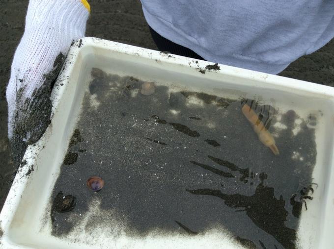 干潟で見つけた生き物たち
