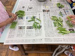 さやむきの様子　1