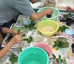 挿し木の様子　2