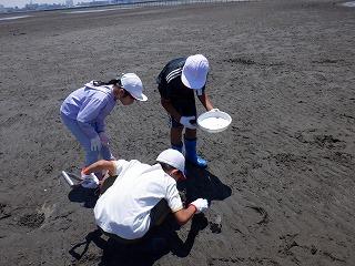 三番瀬での生き物探し