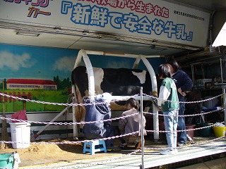 大きな乳牛です